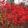 紅葉椿 紅葉椿