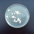白色鏈黴菌