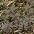 大葉碎米薺