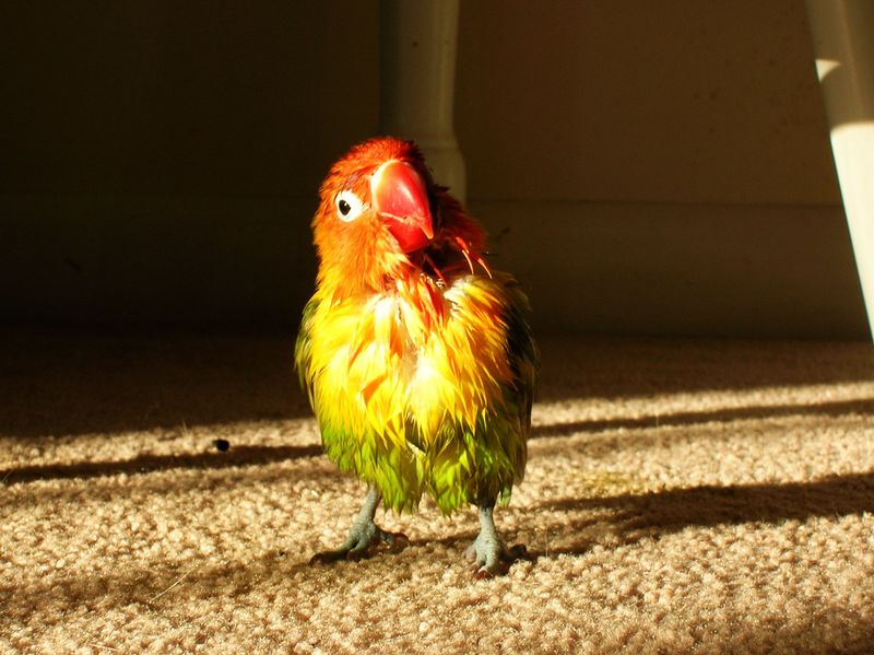 情侶鸚鵡洗澡後喜歡曬太陽
