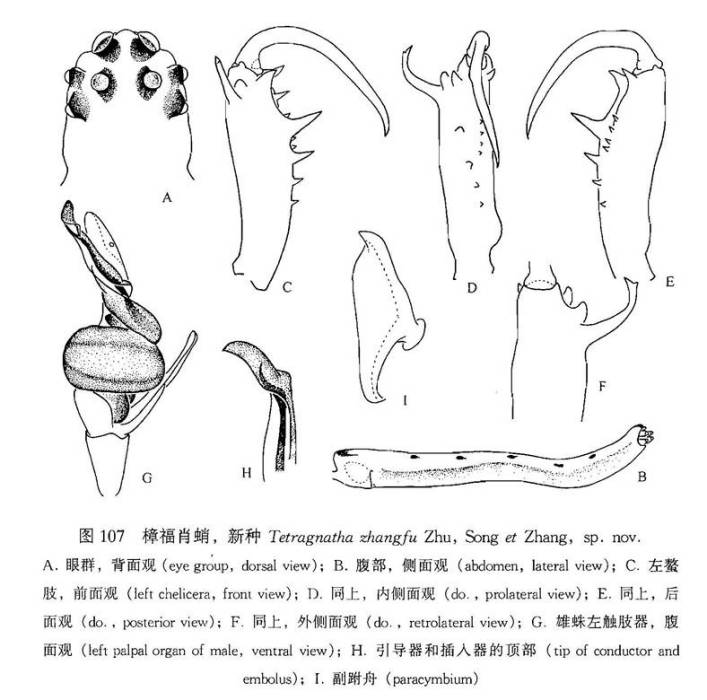 樟福肖蛸 樟福肖蛸