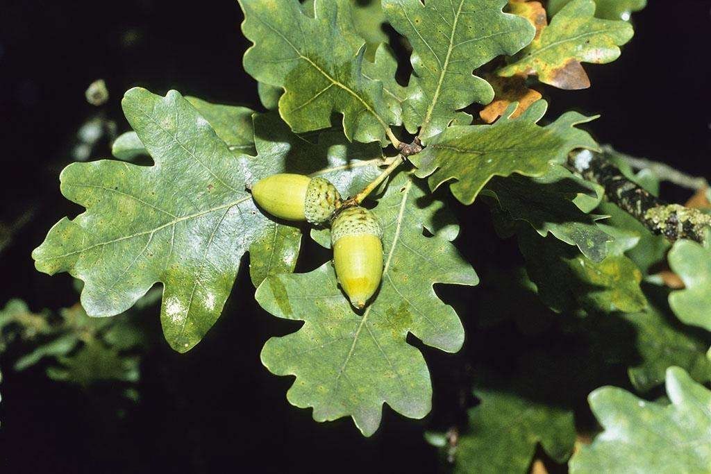夏橡(櫟) 夏橡(櫟)
