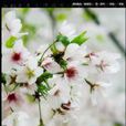 閒愁幾許 閒愁幾許