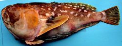 瞻星魚