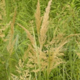 刺稃拂子茅 刺稃拂子茅