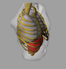 模擬呼吸人體軀幹的4D的BREP模型