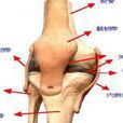 脛骨結節處的酸痛，腫脹