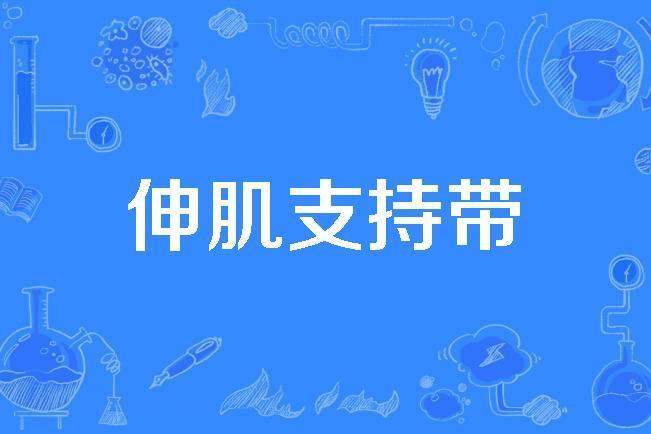 伸肌支持帶 伸肌支持帶