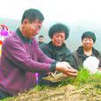 一抔黃土 一抔黃土