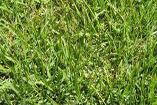 Zoysia japonica \x27Compadre\x27