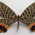 雙尾褐鳳蝶
