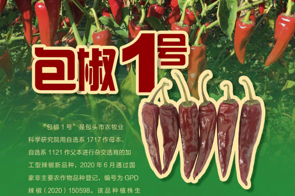 包椒1號