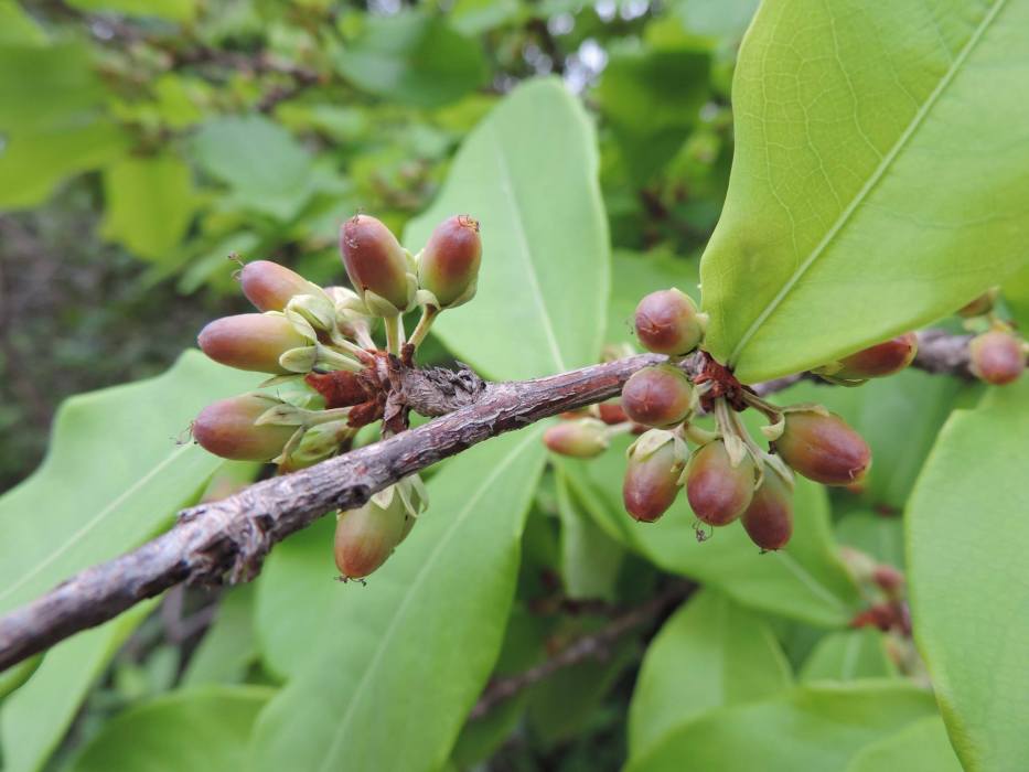 Erythroxylum barbatum
