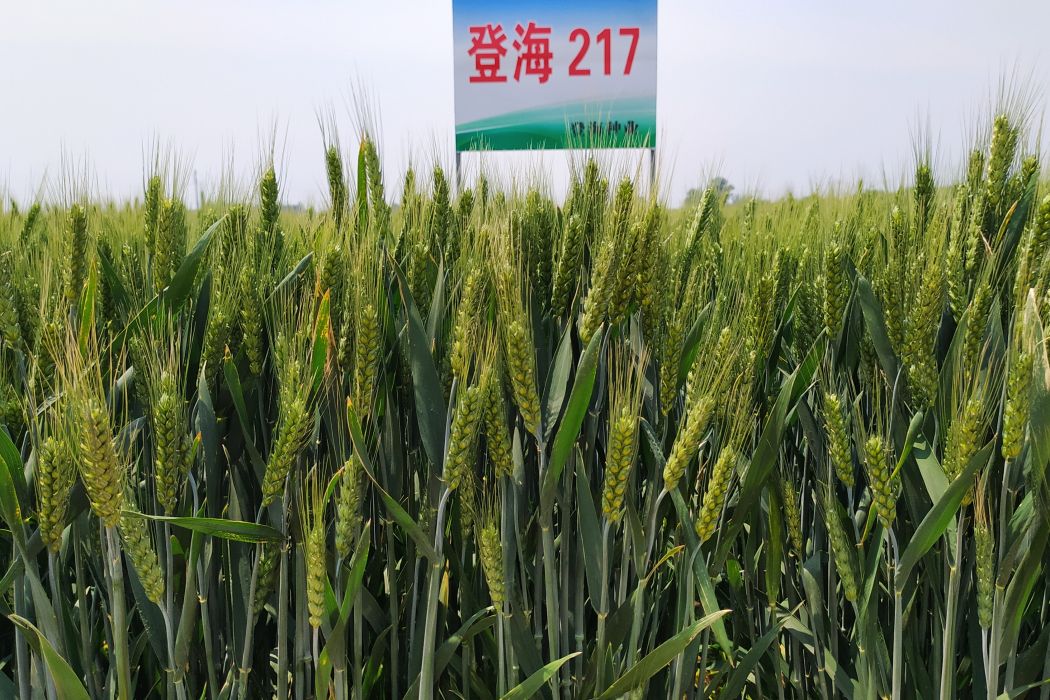 登海217 登海217