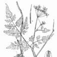 山芎 山芎