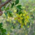 香茶鑣子 香茶鑣子