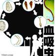 血吸蟲性肝病 血吸蟲性肝病