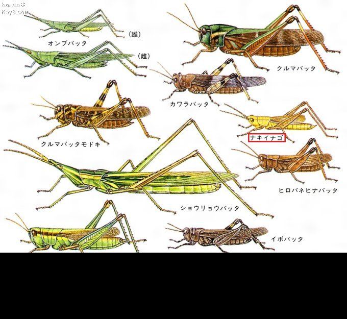 日本鳴蝗 日本鳴蝗