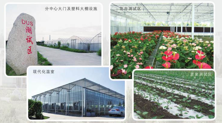 農業部植物新品種測試（上海）分中心
