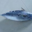 炮彈魚