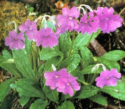 美花報春 美花報春