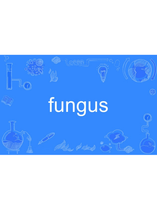 fungus fungus
