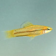 侏劍尾魚 侏劍尾魚