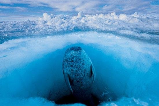 一頭環斑海豹浮上水面呼吸