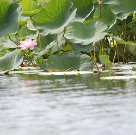 仙子湖(遼寧省瀋陽市仙子湖) 仙子湖(遼寧省瀋陽市仙子湖)