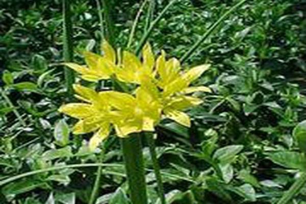 Allium moly Allium moly