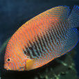 波氏刺尻魚 波氏刺尻魚