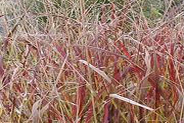 Panicum virgatum \x27Shenandoah\x27