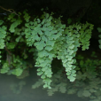 鐵線蕨 鐵線蕨