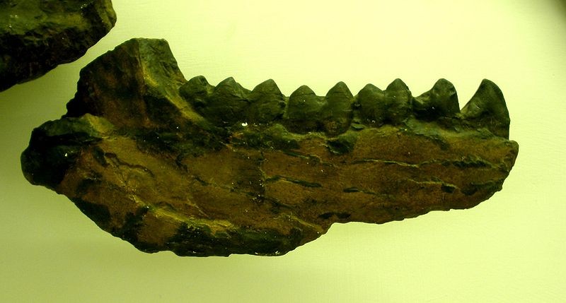 碳獸頜骨化石
