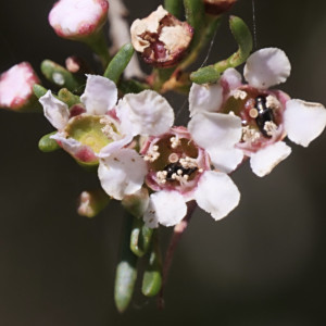 Astartea leptophylla