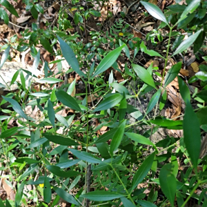 Coptosperma supra-axillare