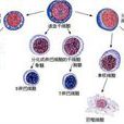 多能造血幹細胞