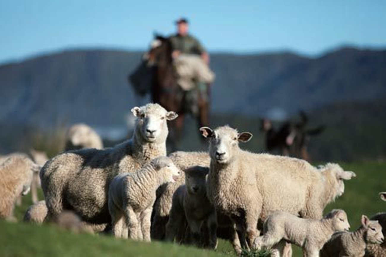 紐西蘭綿羊