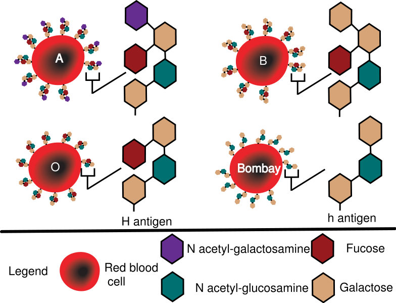 血型的紅細胞表面特徵抗原結構