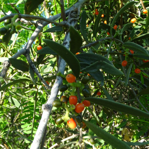 Struthanthus palmeri