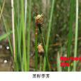黑籽荸薺 黑籽荸薺