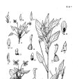 小齒堇菜 小齒堇菜