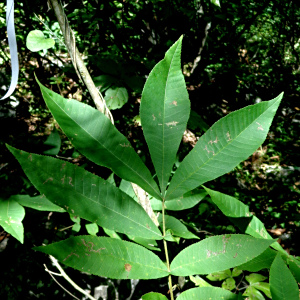 Carya palmeri