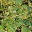 菟絲