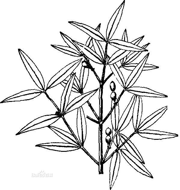 狹葉鏈珠藤 狹葉鏈珠藤