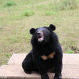 亞洲黑熊(黑瞎子（亞洲黑熊的別稱）)