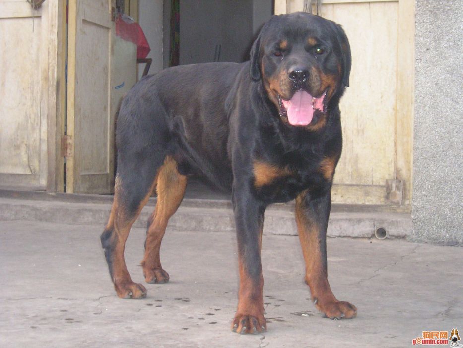 rottlweiler rottlweiler