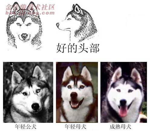 犬種標準