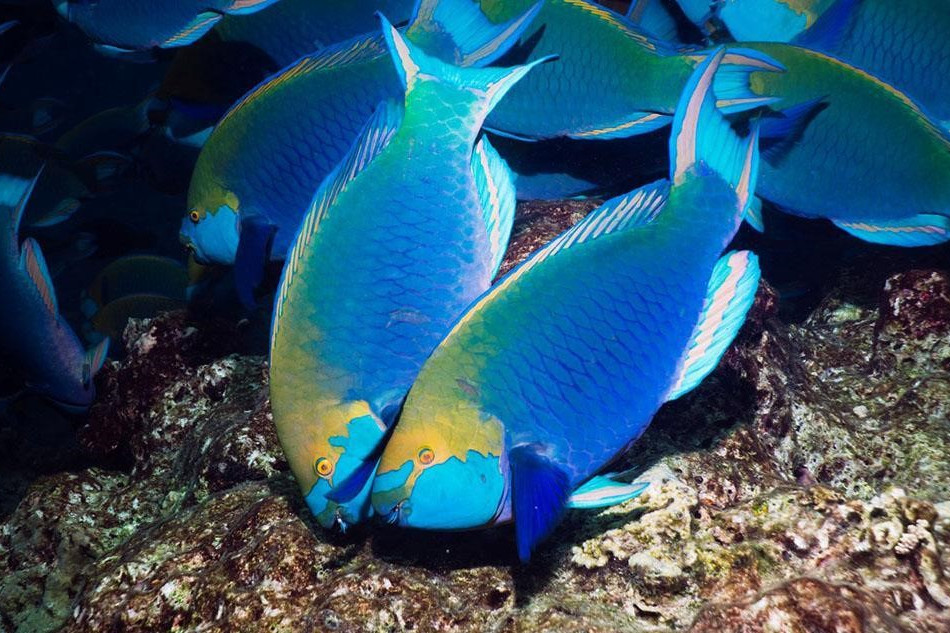 高翅鸚嘴魚 高翅鸚嘴魚