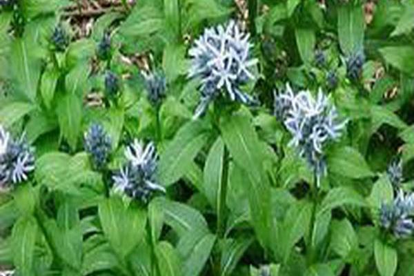 Amsonia tabernaemontana \x27Montana\x27 Amsonia tabernaemontana \x27Montana\x27